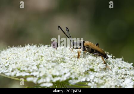 Männliche rot-braune Longhorn Käfer Nahaufnahme auf einer weißen Blume Stockfoto