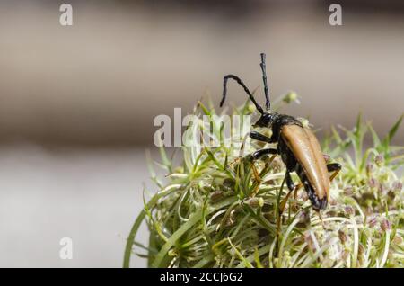 Rot-brauner Longhorn Beetle Nahaufnahme Stockfoto