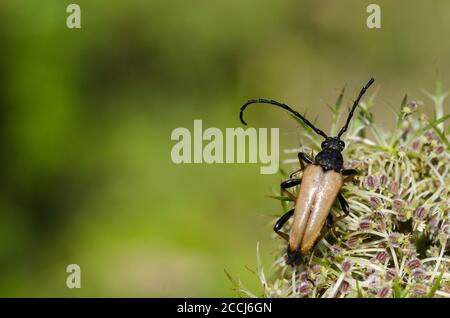 Männlich Rot-braun Longhorn Beetle Nahaufnahme durch ein natürliches Grün Hintergrund Stockfoto