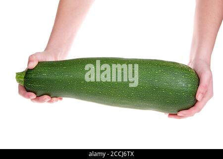 Junge kaukasische weibliche Hände halten eine sehr große zuchinni frisch aus einem Hausgarten gepflückt. Isoliert auf weißem Hintergrund. Stockfoto