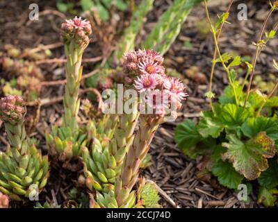 Fette Pflanze mit Blumen bei Sonnenaufgang Stockfoto