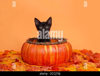 Entzückende kleine schwarze Kätzchen sitzen in einem Herbst Kürbis Korb von Herbstblättern umgeben, orange Hintergrund mit Kopierer Platz. Stockfoto