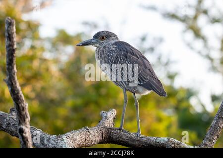 Jungtiere Schwarzer Reiher (Nycticorax nycticorax) in San Blas, Mexiko Stockfoto