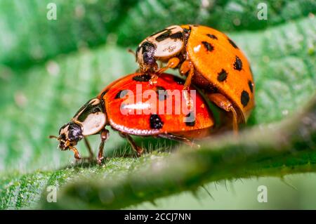 Zwei Marienkäfer bei der Verpaarung auf grünem Blatt in frisch Natur würzen Stockfoto