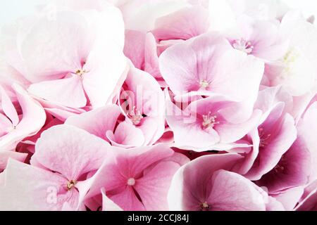 Zartrosa Hydrangea (Hydrangea macrophylla) oder Hortensia Blume. In weißen Hintergrund verblassen. Flache Tiefenschärfe für ein weiches, verträumtes Tragegefühl. Stockfoto