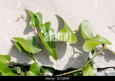 Herzförmige Blätter, gemeiner Smilax lat. Smilax aspera wächst durch die scharfen Felsen, aus Dalmatien, Kroatien Stockfoto