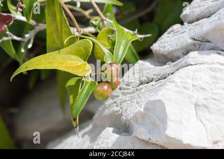 Gemeine Smilaxpflanze mit Beeren, lat. Smilax aspera, wächst durch die scharfen Felsen, herzförmige Blätter aus Dalmatien, Kroatien Stockfoto