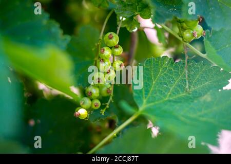 Grüne Johannisbeeren Früchte in meinem Garten Stockfoto