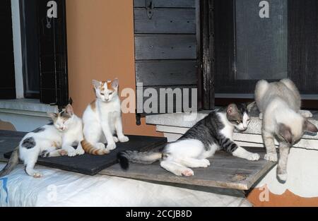 Katze Mutter mit Kätzchen Stockfoto