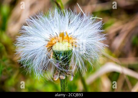 Im Sommer verwelkte Coltsfoot Stockfoto