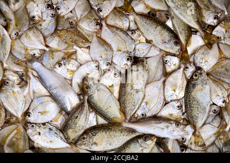 Eine Vogelperspektive auf ein Tablett mit frisch gefangenem Fisch auf dem asiatischen Markt. Stockfoto