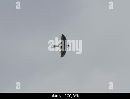 Martin House (Delichon urbicum) im Flug, Dumfries, SW Schottland Stockfoto