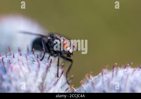 Kleine weiße Albino fliegen auf einem Grashalm im Garten der Saison Stockfoto