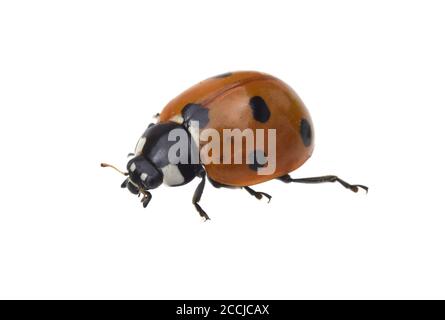 Semptempunctata Marienkaefer, Coccinella, ist ein Huebscher roter Kaefer mit schwarzen Punkte. Das Insekt ist sehr nuetzlich und frisst viele Blattlae Stockfoto