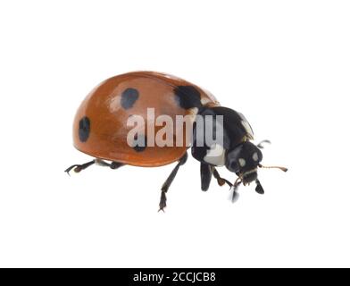 Semptempunctata Marienkaefer, Coccinella, ist ein Huebscher roter Kaefer mit schwarzen Punkte. Das Insekt ist sehr nuetzlich und frisst viele Blattlae Stockfoto