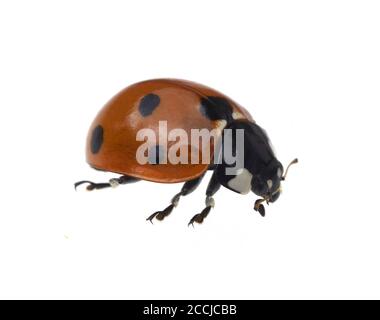 Semptempunctata Marienkaefer, Coccinella, ist ein Huebscher roter Kaefer mit schwarzen Punkte. Das Insekt ist sehr nuetzlich und frisst viele Blattlae Stockfoto