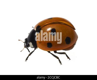 Semptempunctata Marienkaefer, Coccinella, ist ein Huebscher roter Kaefer mit schwarzen Punkte. Das Insekt ist sehr nuetzlich und frisst viele Blattlae Stockfoto