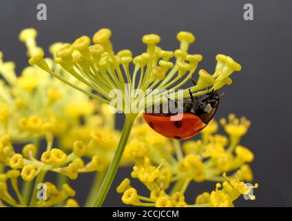 Semptempunctata Marienkaefer, Coccinella, ist ein Huebscher roter Kaefer mit schwarzen Punkte. Das Insekt ist sehr nuetzlich und frisst viele Blattlae Stockfoto