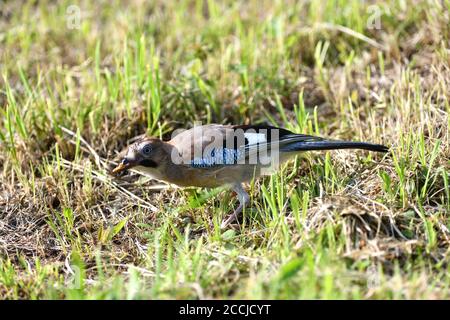 Der Eurasische eichelhäher beim Gehen und Essen im Gras in der Nähe Hochformat Stockfoto