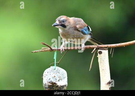 Der Eurasische eichelhäher beim Gehen und Essen im Gras in der Nähe Hochformat Stockfoto