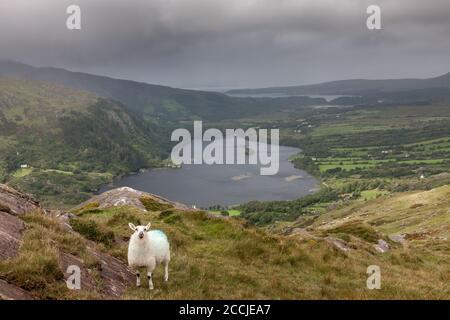 Healy Pass, Cork, Irland. August 2020. Schafe schlendern am Berghang mit Blick auf den Glanmore Lake an der Grenze zwischen Cork und Kerry am Healy Pass, Co. Cork, Irland. - Credit; David Creedon / Alamy Live News Stockfoto