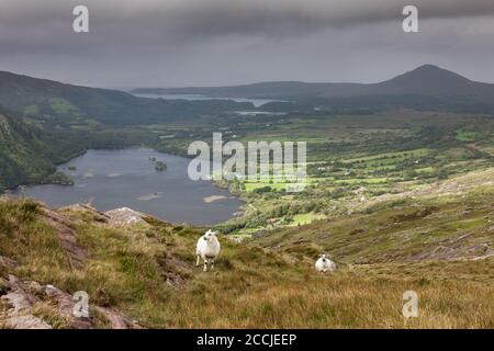 Healy Pass, Cork, Irland. August 2020. Schafe schlendern am Berghang mit Blick auf den Glanmore Lake an der Grenze zwischen Cork und Kerry am Healy Pass, Co. Cork, Irland. - Credit; David Creedon / Alamy Live News Stockfoto