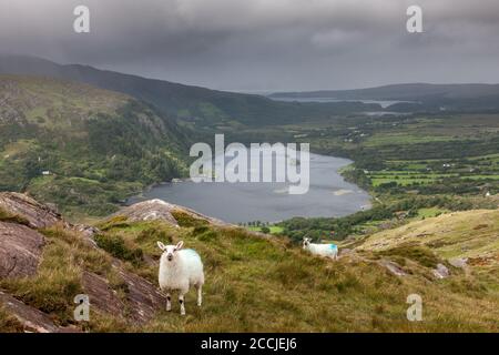 Healy Pass, Cork, Irland. August 2020. Schafe schlendern am Berghang mit Blick auf den Glanmore Lake an der Grenze zwischen Cork und Kerry am Healy Pass, Co. Cork, Irland. - Credit; David Creedon / Alamy Live News Stockfoto