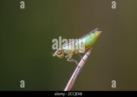 Sehr kleine Fliege auf Gras Stockfoto