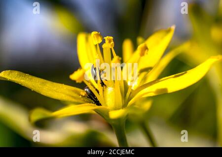 Gelbe Blütenblüte im Frühling Stockfoto