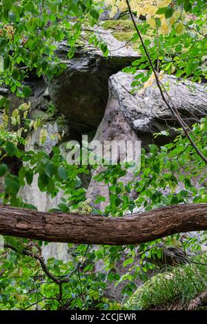 Seitenzweig vor einem Felsen im Wald. Eine Sommerszene. Stockfoto