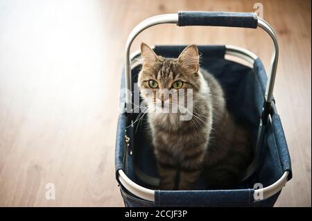 Inländische europäische Kurzhaarkatze in einen Warenkorb Stockfoto