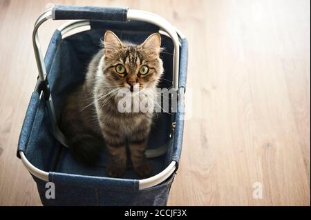 Inländische europäische Kurzhaarkatze in einen Warenkorb Stockfoto