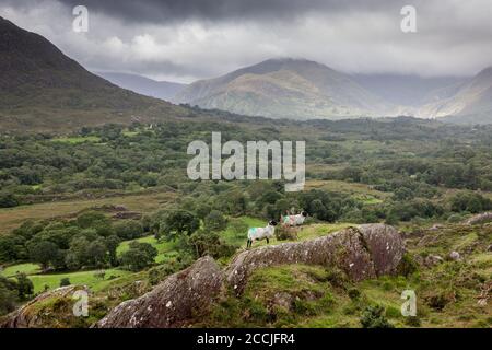 Lauragh, Kerry, Irland. August 2020. Schafe wandern entlang des Hügels mit den Kerry Bergen im Hintergrund bei Lauragh, Co. Kerry, Irland. - Credit; David Creedon / Alamy Live News Stockfoto