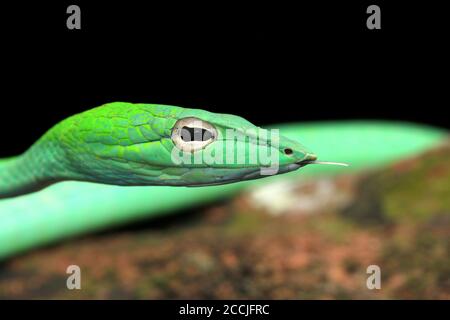 Orientalische Peitschenschlange ist eine schlanke und sanfte Baumschlange Stockfoto