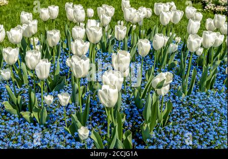 Weiße Tulpen mit alpinen Vergissmeinnicht-Blauen Blumen im Frühling, natürlicher Hintergrund. Stockfoto