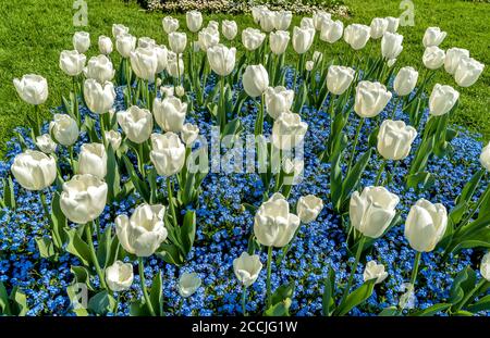 Weiße Tulpen mit alpinen Vergissmeinnicht-Blauen Blumen im Frühling, natürlicher Hintergrund. Stockfoto