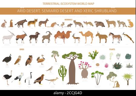 Wüstenbiom, Xeric Shrubland Naturgebiet Infografik. Weltkarte des terrestrischen Ökosystems. Tiere, Vögel und Vegetationen Design-Set. Vektorgrafik Stock Vektor