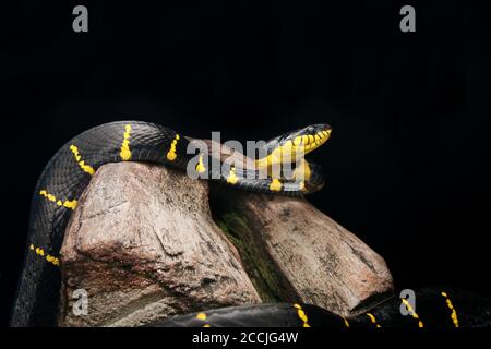 Goldener Ring Katzenschlange auf Log, Portrait der Mangrovenkatze Snake Stockfoto