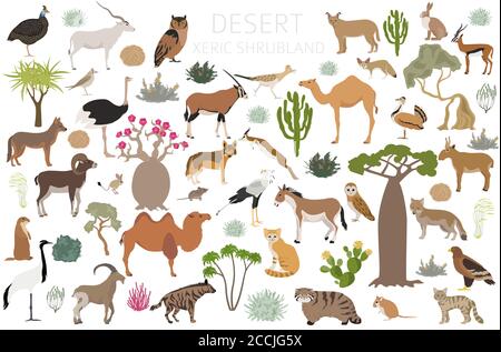 Wüstenbiom, Xeric Shrubland Naturgebiet Infografik. Weltkarte des terrestrischen Ökosystems. Tiere, Vögel und Vegetationen Design-Set. Vektorgrafik Stock Vektor