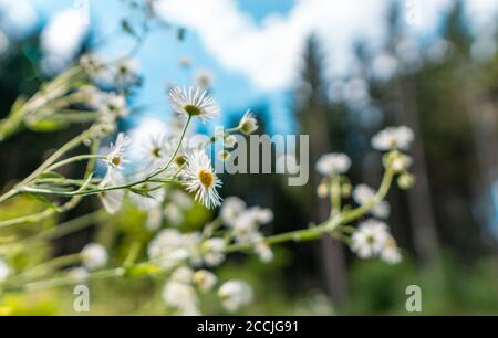 Blüte der Gänseblümchen. Oxeye Daisy, Leucanthemum vulgare, Gänseblümchen, Dox - Auge, gemeinsame Daisy, Hund Daisy, Mond Daisy. Gartenarbeit Konzept Stockfoto