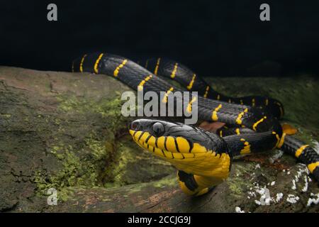 Goldener Ring Katzenschlange auf Log, Portrait der Mangrovenkatze Snake Stockfoto