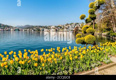 Landschaft des Luganersees mit bunten Tulpen in Blüte vom Ciani Park im Frühling, Lugano, Schweiz Stockfoto