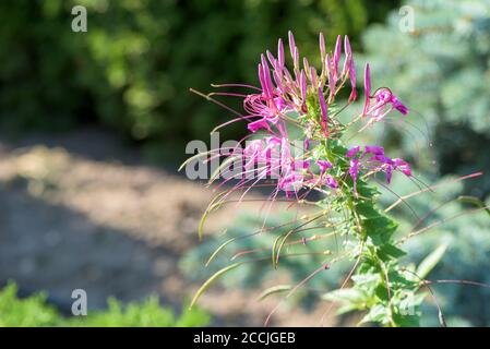 Nahaufnahme der Kleome spinosa Blume, die im Garten blüht Stockfoto