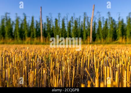 Geerntetes Maisfeld mit frischer Grannhopfenplantage im Hintergrund Stockfoto