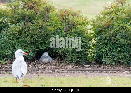 2020. Juli: Eine Möwe oder Silbermöwe (Chroicocephalus novaehollandiae) brütet unter einer Hecke auf Cockatoo Island, Sydney Stockfoto