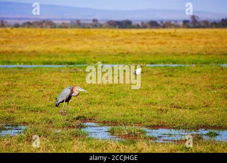 Der Marabou-Storch oder Leptoptilos crumenifer ist eine große Wattleine Vogel in der Familie Ciconiidae in Afrika Süd Stockfoto