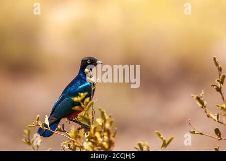 Der superbe Starling oder Lamprotornis Superbus ist ein Mitglied der Stare-Familie der Vögel. Es war früher bekannt als Spreo. Stockfoto