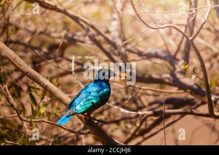 Superstar Vogel oder Lamprotornis Superbus auf Zweig, Lake Naivasha, Kenia Stockfoto