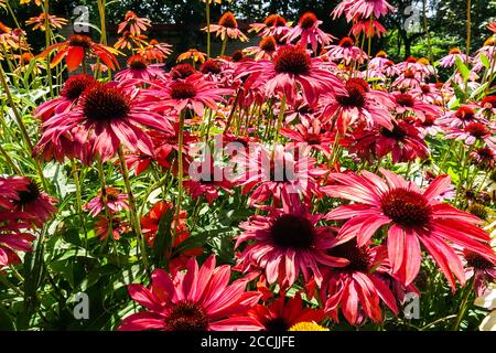 Roter Sommer Blumenbeet Garten coneflower Bett Stockfoto