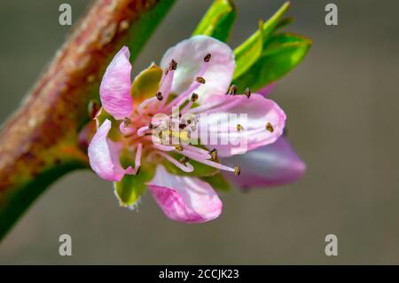 Pfirsichbaumblüte im Saisongarten Stockfoto